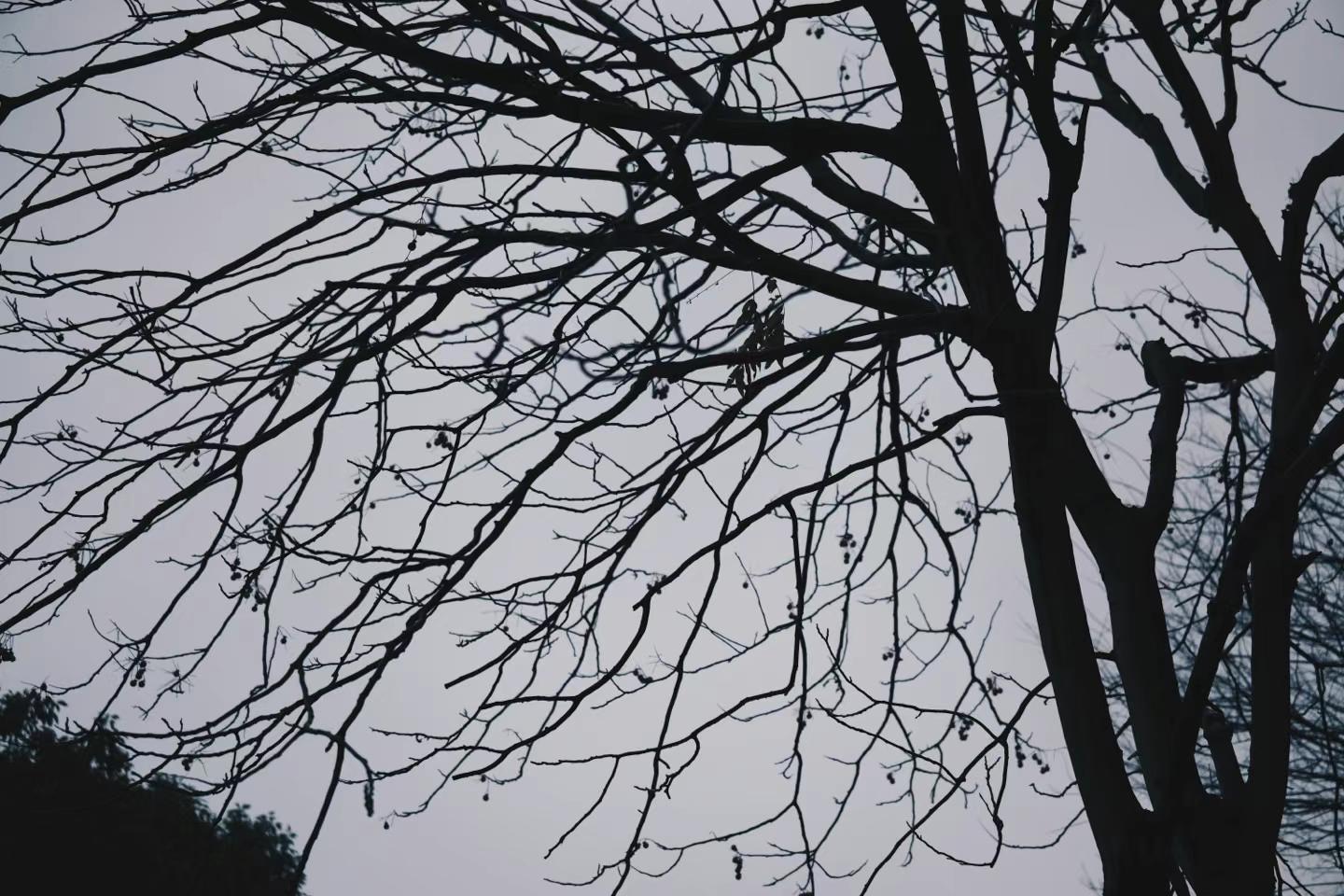 2025-03-21 · 上海鲁迅公园