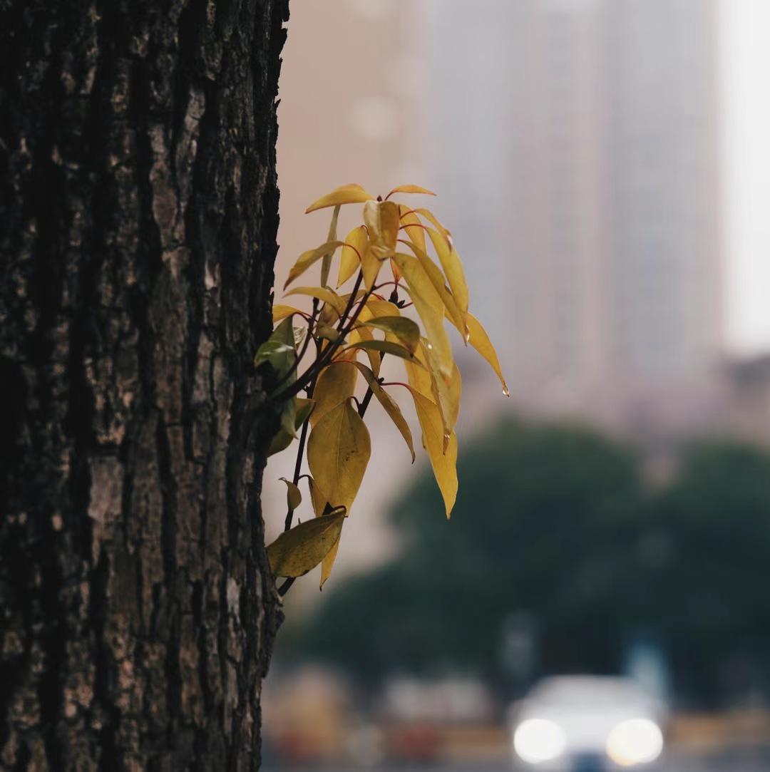 2025-03-21 · 上海鲁迅公园